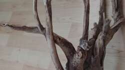 Dekoration im Aquarium Fensterbank