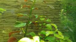 Längstreifen Boraras 