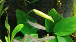 Zwergstreifenschmerlen 