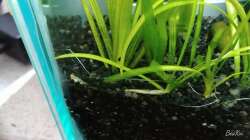 Pflanzen im Aquarium Fensterbank