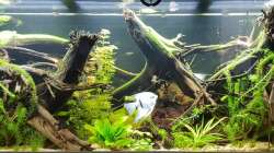 27.09.2019 Algen sind fast alle weg 