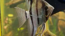 Pterophyllum scalare