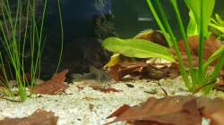 Besatz im Aquarium little Amazonas