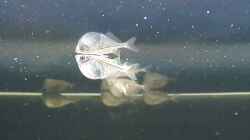 Silberbeilbauchfische