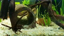 selbstgemachte Höhle aus Moorkienholz