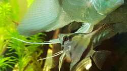 Besatz im Aquarium little Amazonas