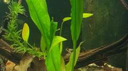 Schwertpflanze und hinterhalb Argentinischer Froschlöffel