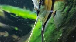 Besatz im Aquarium little Amazonas