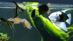 Besatz im Aquarium little Amazonas