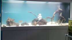 Lava und jati wurzel - die rechte Wurzel und die mittlere sind nicht mehr im Becken