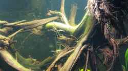 Wurzel mit Algen bewachsen 