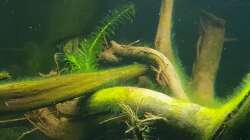 Dekoration im Aquarium little Amazonas