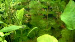Pflanzen im Aquarium Becken 4041