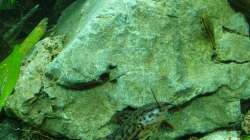 Schwielenwels und Otocinclus