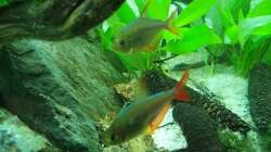 Aquarium Anubias between big stones