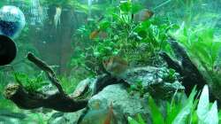 Moenkhausia, Trauermantelsamler