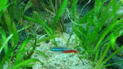 Paracheirodon innesi