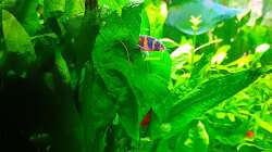 Aquarium mein kleines Asien Becken