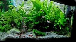 Aquarium mein kleines Asien Becken