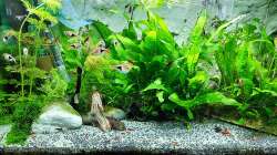 Aquarium mein kleines Asien Becken