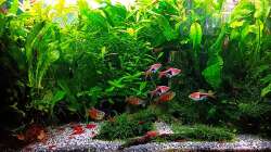 Aquarium mein kleines Asien Becken