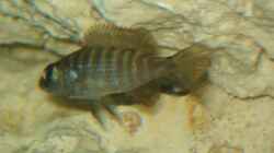 Junior, Scienochromis Fryeri