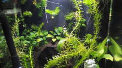 Aquarium Kampffisch Paradies