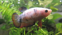 Betta Weibchen ´Amaterasu´