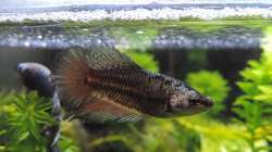 Betta Weibchen Pandoria