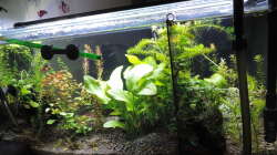 Aquarium Kampffisch Paradies