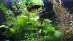 Besatz im Aquarium Kampffisch Paradies