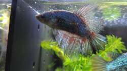 Betta Weibchen Aranea