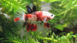 Nemo Koi Betta ´Jin´