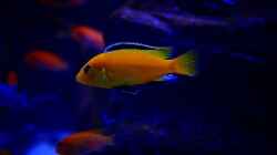 labidochromis caeruleus yellow