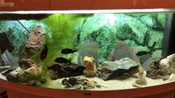 Das Becken steht seit 2003 oder 2004 bei mir... Juwel ist eine prima Marke!