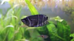 Sphaerichthys osphromenoides