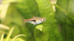 Trigonostigma hengeli