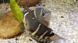 Sphaerichthys osphromenoides