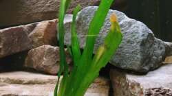 Klägliche Valisnerie