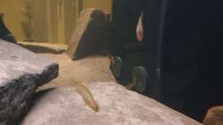 Besatzung / Bodenabsaugung