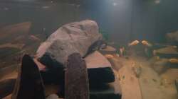 Kopfseite / Perspektive von rechts