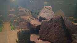 Kopfseite / Perspektive von links