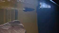 Beckenzulauf / Düsen