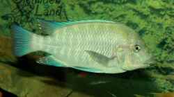 Petrochromis sp. giant WF