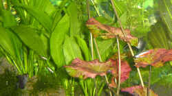 Pflanzen im Aquarium Becken 4103