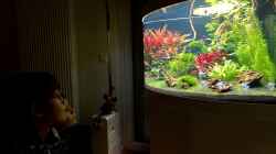 Aquarium statt TV