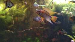 Besatz im Aquarium Südamerika-Connection