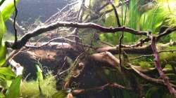 Wenn man einmal sitzt ´in der Strömung der Turbelle´