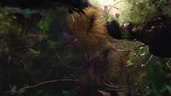 Mato-Grosso-Tausendblatt die Farbe kommt leider nicht so rüber 