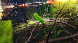 Pflanzen im Aquarium Südamerika-Connection